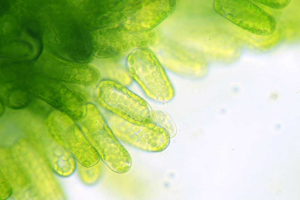 From Digestion to Absorption: The Importance of Digestive Enzymes in Nutrient Uptake