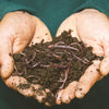 Understanding the Risk Factors for Worms and Parasites