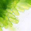 From Digestion to Absorption: The Importance of Digestive Enzymes in Nutrient Uptake